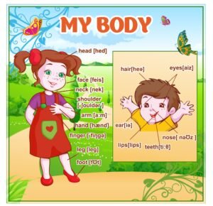 Стенд “MY BODY”