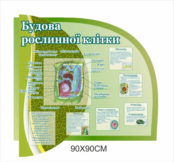 Стенд з біології “Будова рослинної клітини”