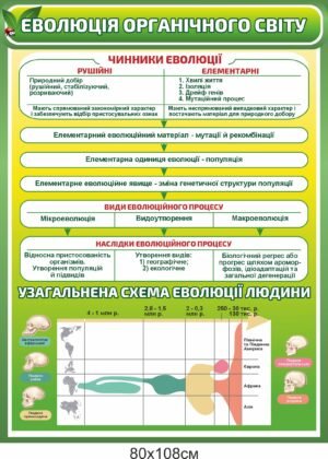 Стенд з біології “Еволюція органічного світу”