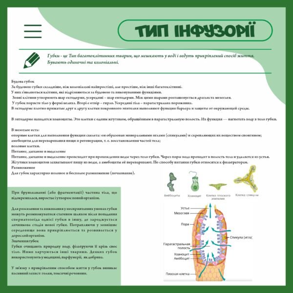 Стенд “Тип інфузорії”