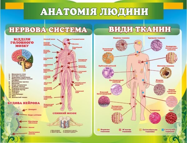 Стенд з біології “Анатомія людини”