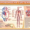 Комплект стендів з біології “Будова людини” 7250
