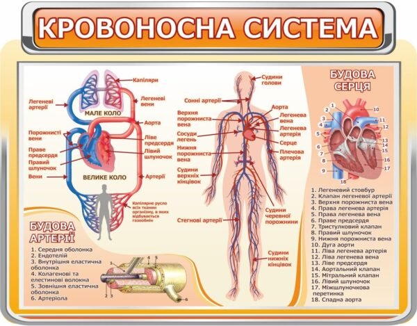 Стенд “Кровоносна система людини”