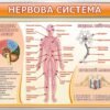 Комплект стендів з біології “Будова людини” 7251