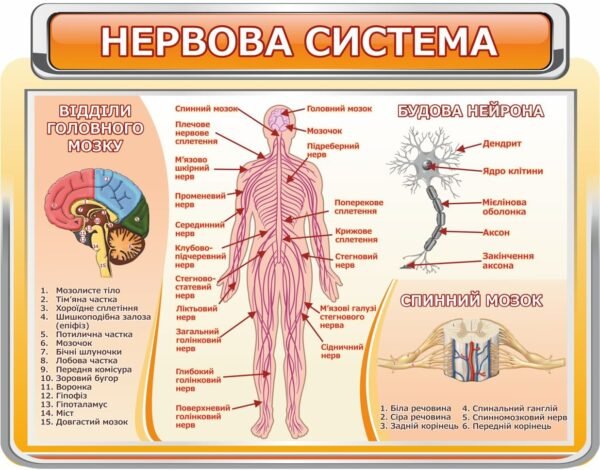 Стенд “Нервова система людини”