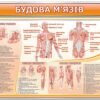 Комплект стендів з біології “Будова людини” 7252