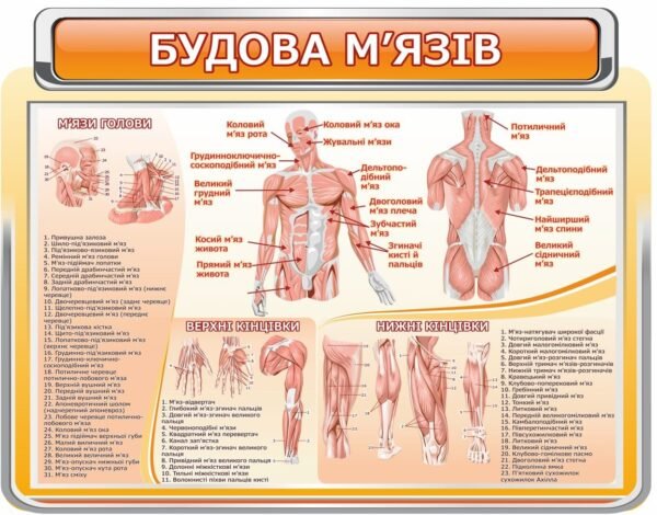 Стенд “Будова м’язів людини”