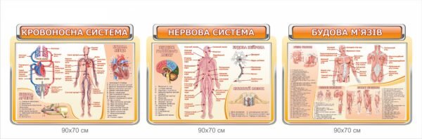 Комплект стендів з біології “Будова людини”