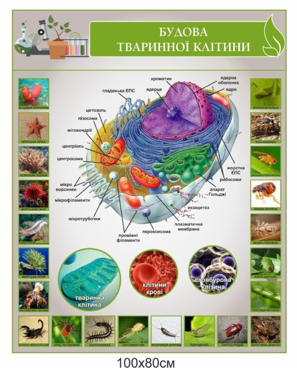 Стенд з біології “Будова тваринної клітини”