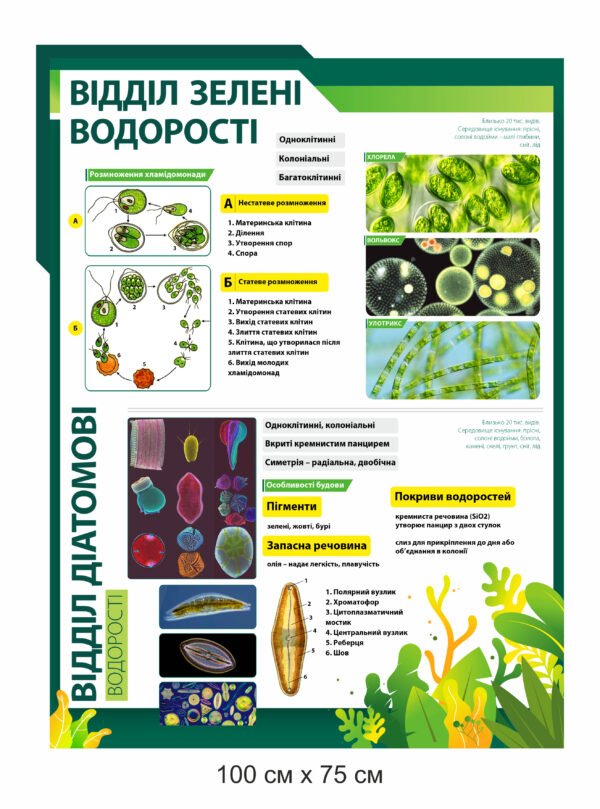 Стенд “Зелені водорості та діаматові”