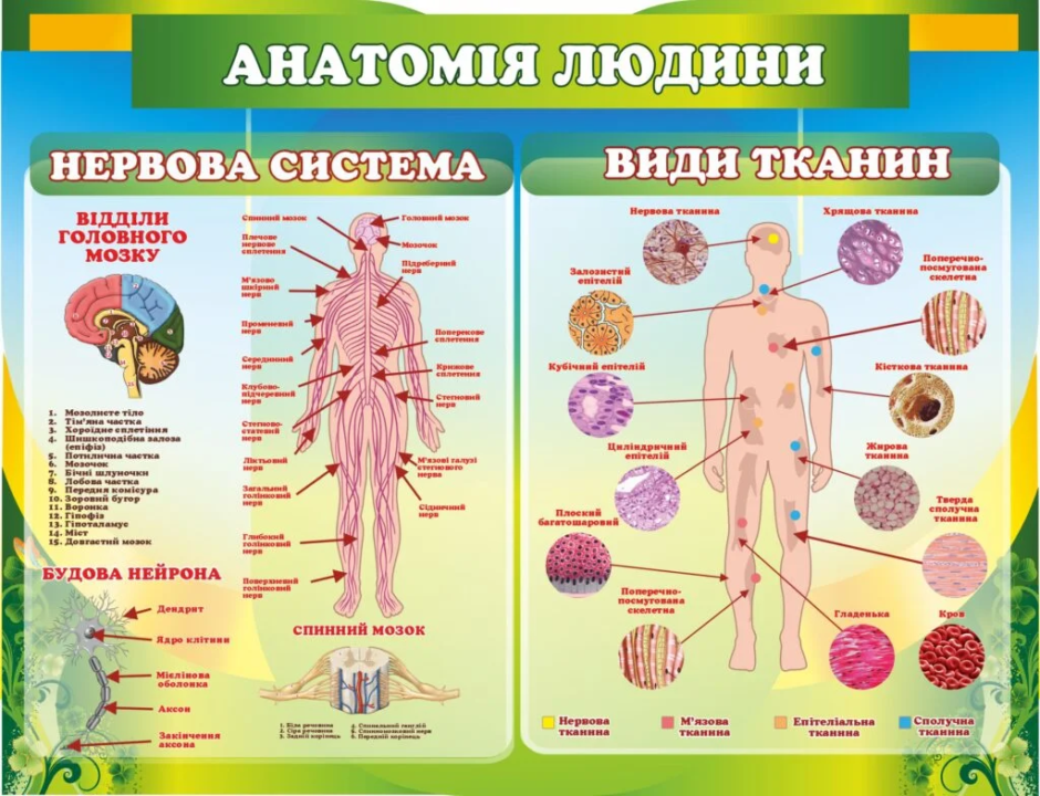 Комплект стендів у кабінет біології «Анатомія людини»
